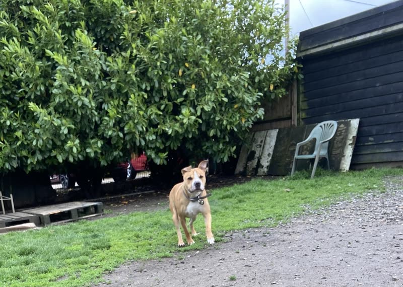 A small tan dog running along the gravel path beside the lawn, with the shed and garden furniture behind