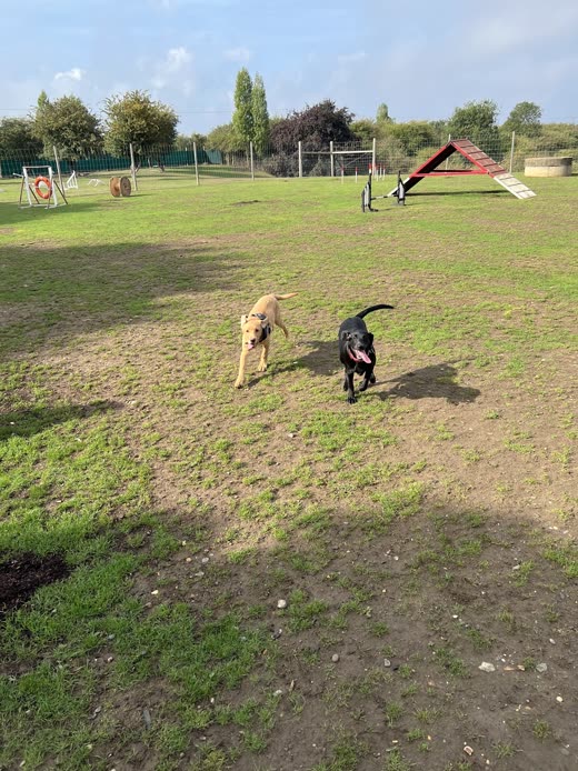 Two dogs running together across the secure grass exercise paddock